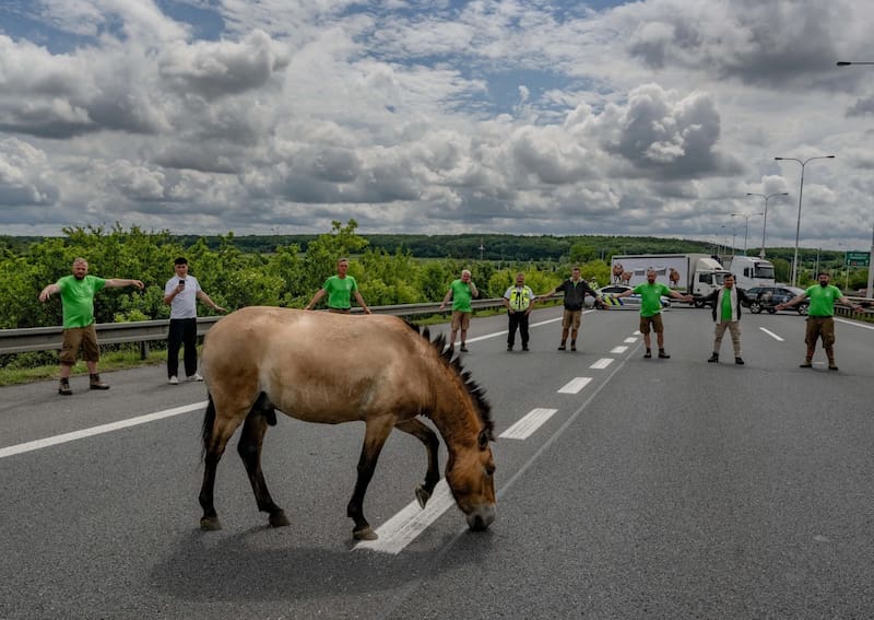 Los caballos de Przewalski (Equus ferus przewalskii) casi llegan a la extinción.
