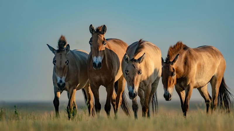El caballo de Przewalski, considerado el último linaje de caballo salvaje del mundo.