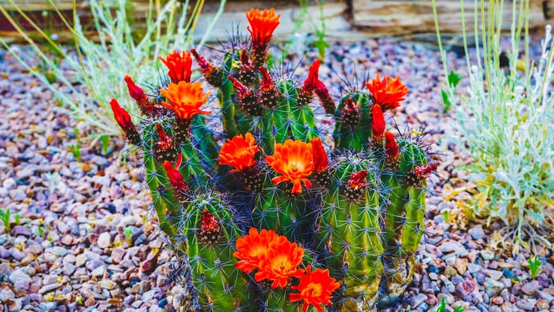 Hay variedades de cactus que maduran y florecen más rápido. Foto: Shutterstock