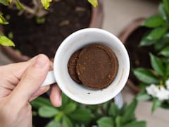Poner café usado en las plantas: para qué sirve y cómo recomiendan utilizarlo