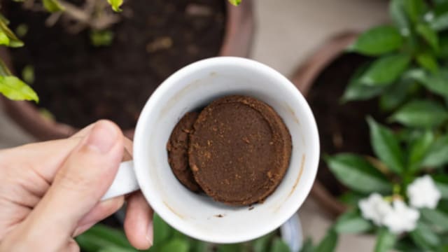 Poner café usado en las plantas: para qué sirve y cómo recomiendan utilizarlo