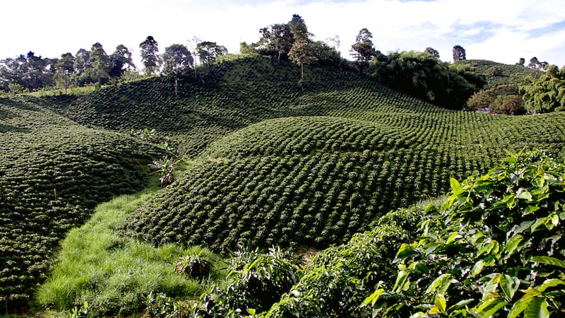 Hoy se consolida como destino de turismo rural gracias a sus cafetales, su clima templado y su identidad campesina (Fuente: Triángulo del Café Travel).