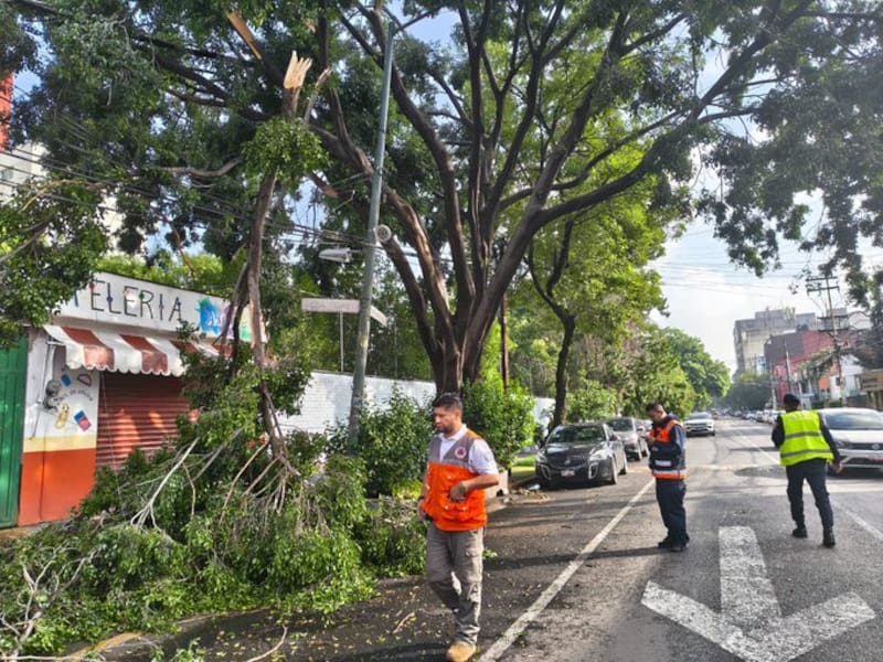 Registro y remoción de árboles caídos en la Alcaldía de Benito Juárez en julio del 2026.