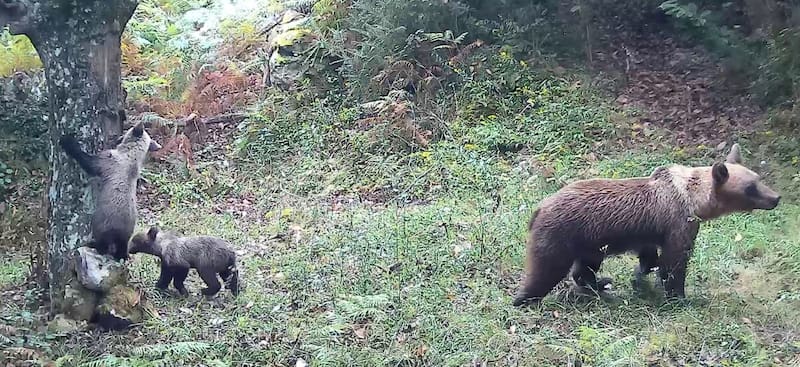 Cámaras de fototrampeo para el seguimiento del Oso Pardo (Fuente: Fapas.es)