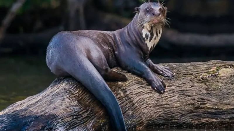 Cambia la historia para siempre: reapareció una especie emblemática de América del Sur que se creía estaba extinta