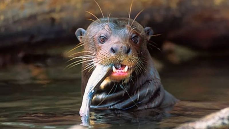 Cambia la historia para siempre: reapareció una especie emblemática de América del Sur que se creía estaba extinta