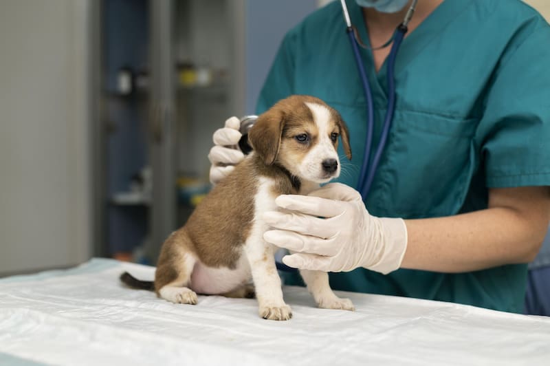 Cachorros: la raza de tu perro se puede adaptar a tu signo astral.