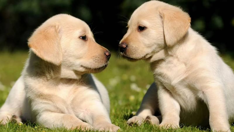 prohíbieron adoptar perros