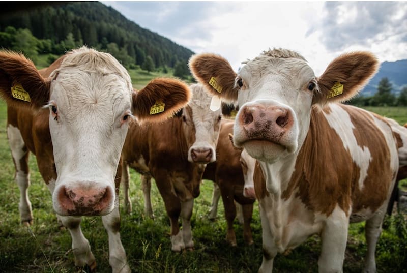 El color de la grasa de la carne se debe a la alimentación del novillo.