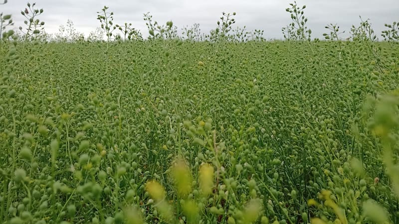 Camelina, un grano fundamental para la producción de biocombustibles