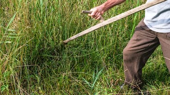 Guerra en Medio Oriente: La crisis de fertilizantes que amenaza los precios en México