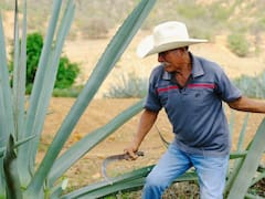 El campo se queda sin jóvenes: hay más agricultores mayores de 81 años que menores de 30 en México