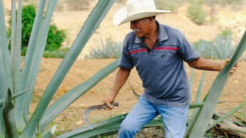 El campo se queda sin jóvenes: hay más agricultores mayores de 81 años que menores de 30 en México