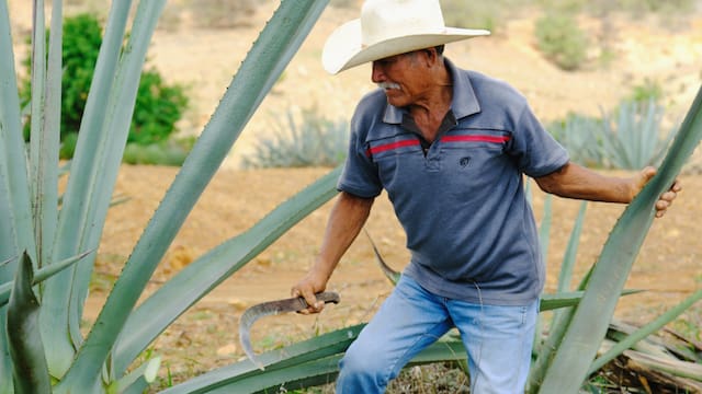 El campo se queda sin jóvenes: hay más agricultores mayores de 81 años que menores de 30 en México