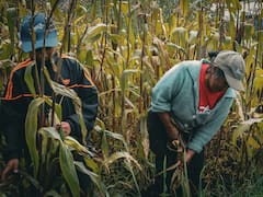 Abandono 4T | Cae producción nacional de granos básicos y aumenta la dependencia de importaciones