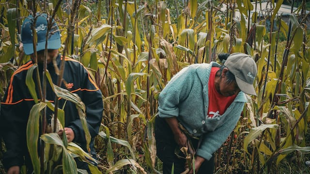Abandono 4T | Cae producción nacional de granos básicos y aumenta la dependencia de importaciones