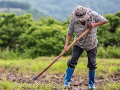 Campesinos del Cauca se movilizan contra el posible regreso de las fumigaciones con glifosato