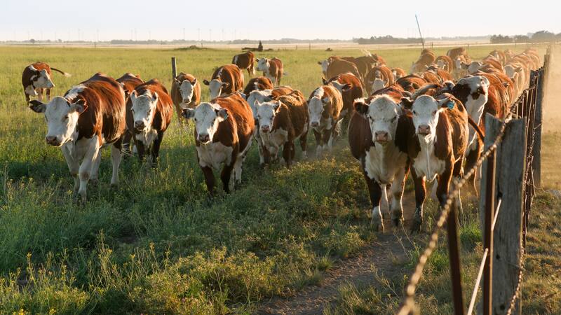Campo