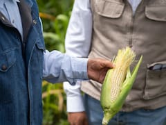 Por qué los productores argentinos levantan el pie del acelerador y demoran las ventas de granos