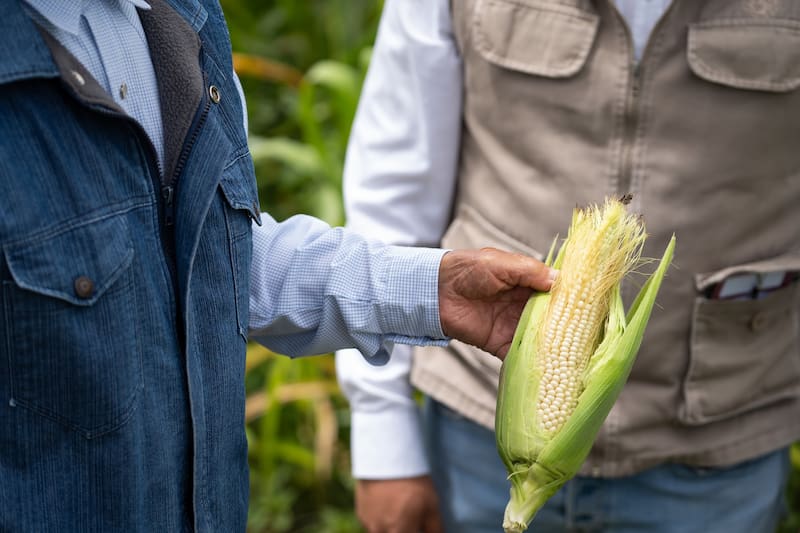 Es oficial | El Gobierno confirmó un pago único para quienes vivan en el campo y hay una fecha límite que no podés ignorar según lo que sembrás. (Foto: Gobierno de México)
