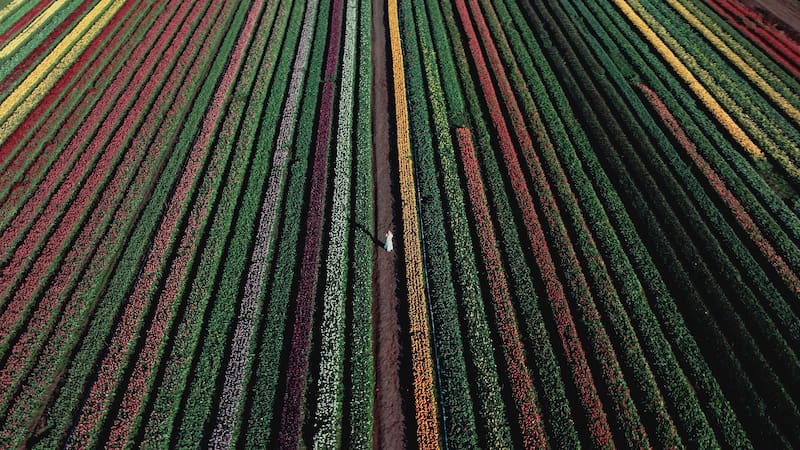 Campo de tulipanes en Trevelin.