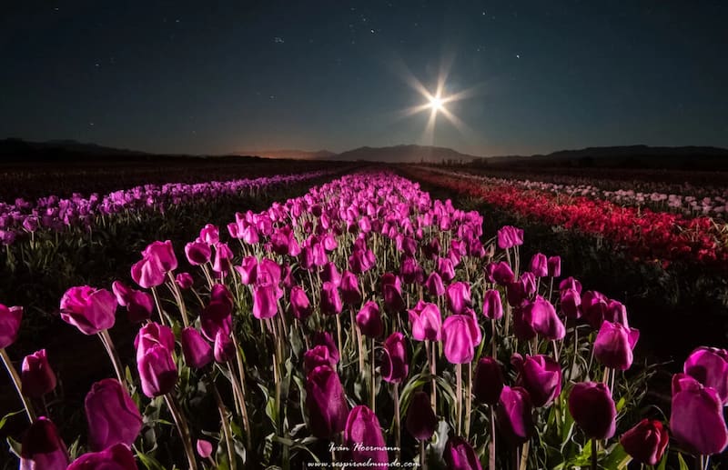 Campo de tulipanes en Trevelin.