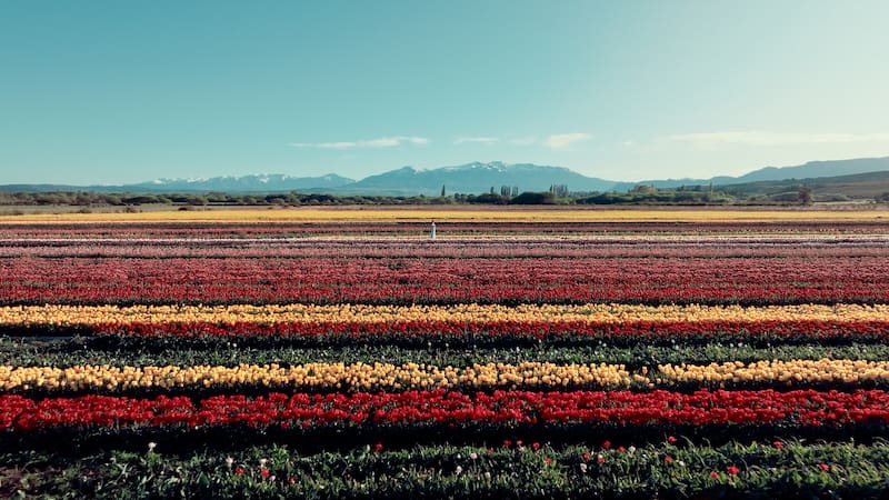 Campo de tulipanes en Trevelin.