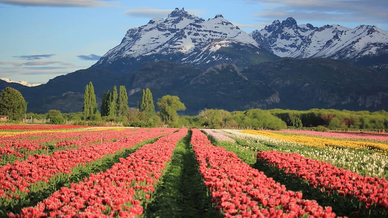 Campo de tulipanes en Trevelin.