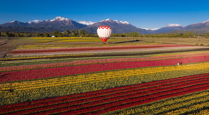 Campo de Tulipanes en Trevelin.