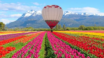 Como Capadocia, pero en Argentina: el pueblo que ofrece paseos en globo aerostático sobre un impresionante mar de tulipanes al pie de la Cordillera de los Andes