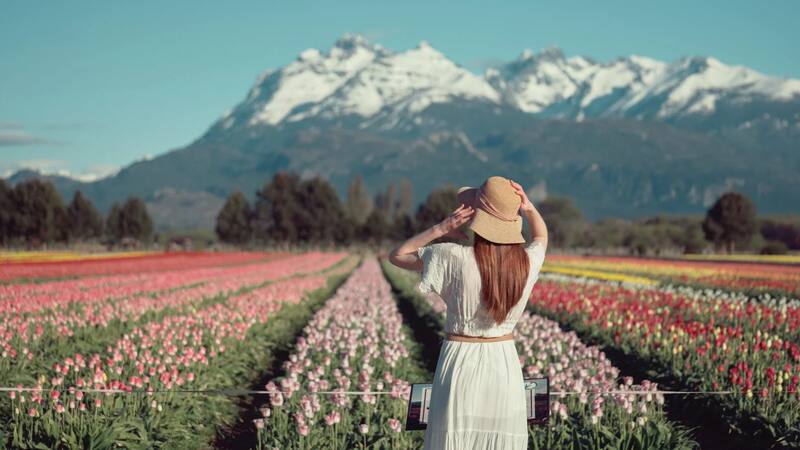 Campo de tulipanes en Trevelin, Chubut.