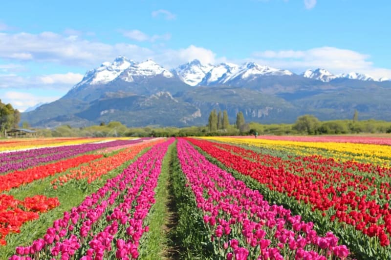 Dónde queda el Campo de Tulipanes de Trevelin.