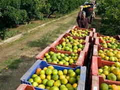 Blindaje financiero al campo: Así es el bono verde de FIRA para frenar el impacto climático