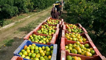 Blindaje financiero al campo: Así es el bono verde de FIRA para frenar el impacto climático