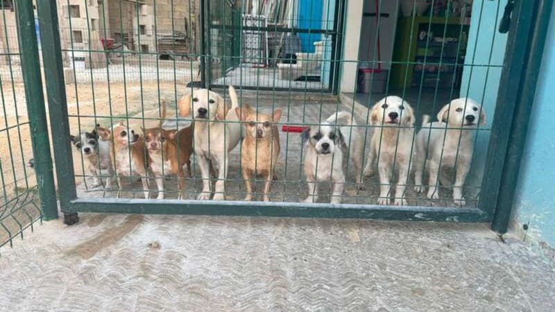 Los participantes también pueden colaborar en campañas de esterilización y en la rehabilitación de perros rescatados.