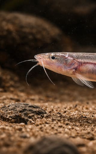 Mide 15 cm y se alimenta de sangre: este es el pez más temido en los ríos de América
