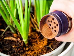 Poner canela en las plantas: para qué sirve y cuándo recomiendan usarla