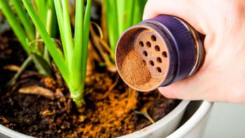 Poner canela en las plantas: para qué sirve y cuándo recomiendan usarla