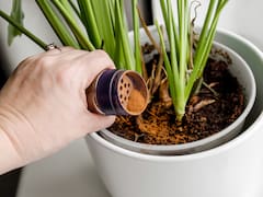 ¿Para qué sirve poner canela a la tierra de las plantas y cada cuánto se recomienda?