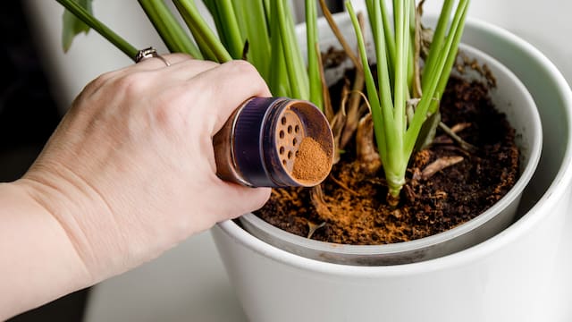 ¿Para qué sirve poner canela a la tierra de las plantas y cada cuánto se recomienda?