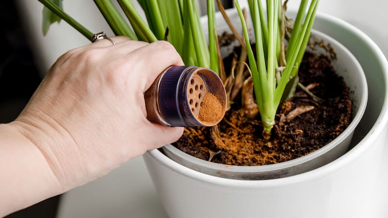 La canela se convierte en una alternativa sencilla para complementar determinadas tareas de jardinería.