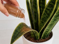 Rociar canela en la lengua de suegra: por qué lo recomiendan los jardineros y para qué sirve