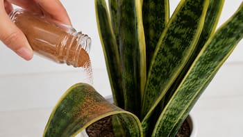 Rociar canela en la lengua de suegra: por qué lo recomiendan los jardineros y para qué sirve