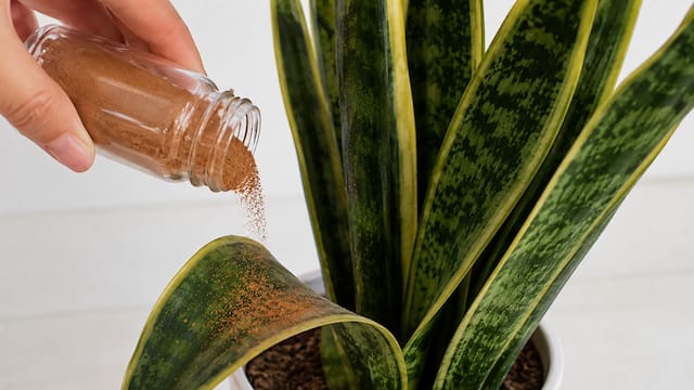 Rociar canela en la lengua de suegra: por qué lo recomiendan los jardineros y para qué sirve