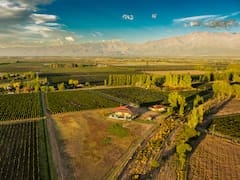Dejaron la logística para comprar un viñedo abandonado de 1914 y hoy exportan el 70% de sus vinos a Brasil