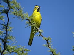 Liberaron en La Pampa cinco ejemplares de una emblemática ave en peligro de extinción