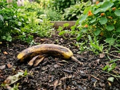 Tirar la cáscara de banana en el jardín: para qué sirve y cómo conviene hacerlo