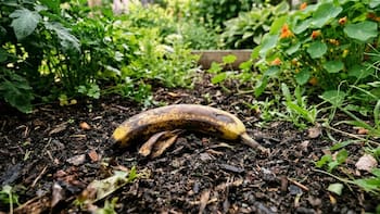 Tirar la cáscara de banana en el jardín: para qué sirve y cómo conviene hacerlo