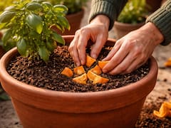 Tirar cáscara de naranja en las plantas antes del otoño: por qué recomiendan hacer este truco viral de jardinería