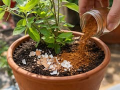 Tirar canela y cáscara de huevo en el jardín y las macetas: para qué sirve y por qué lo recomiendan